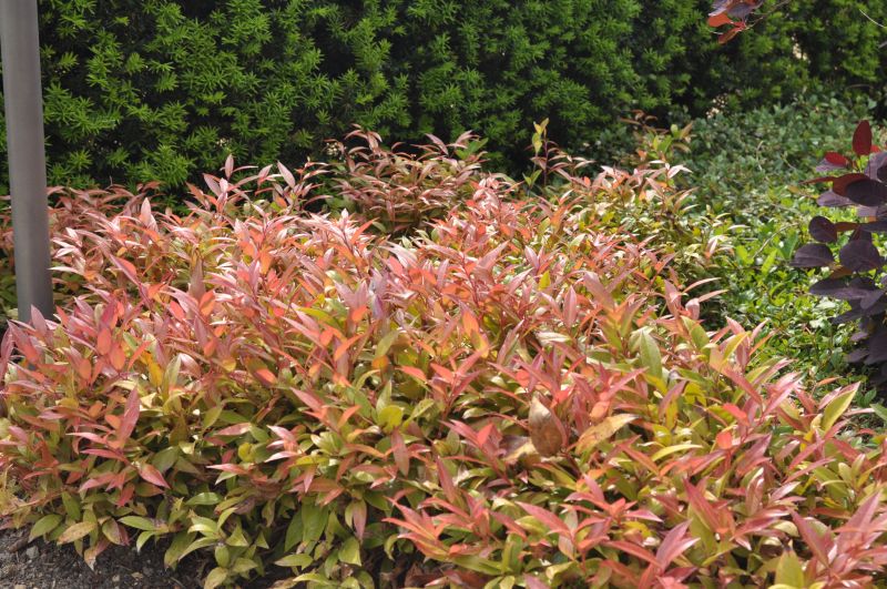 Traubenmyrte 'Scarletta' ® - Leucothoe 'Scarletta' ®
