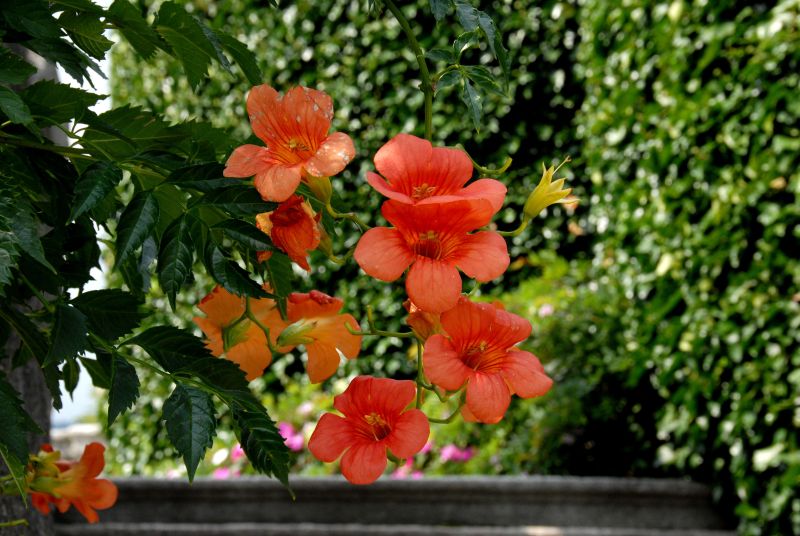 Trompetenblume - Campsis grandiflora