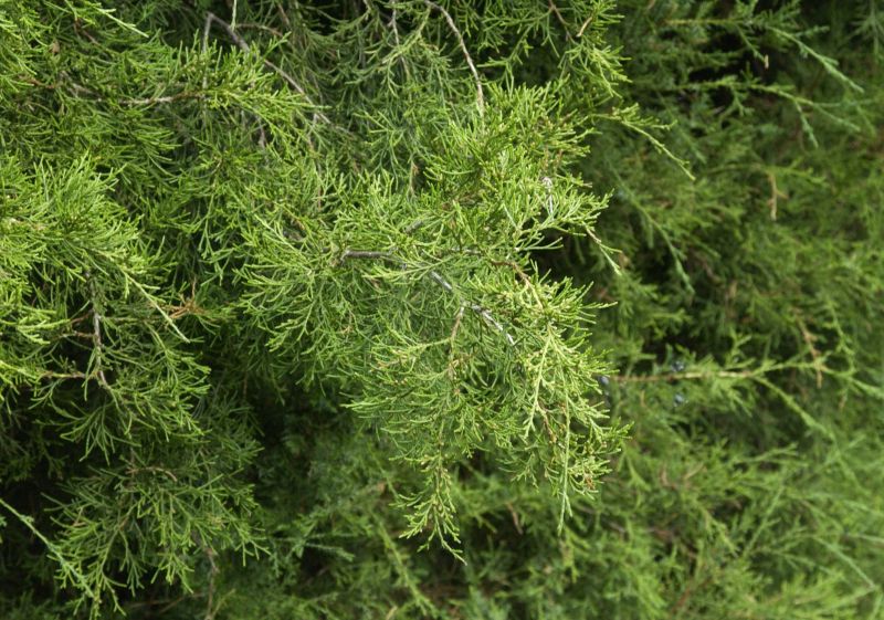 Virginischer Wacholder - Juniperus virginiana