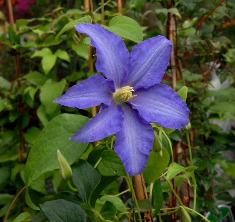 Waldrebe 'Anna German' - Clematis 'Anna German'