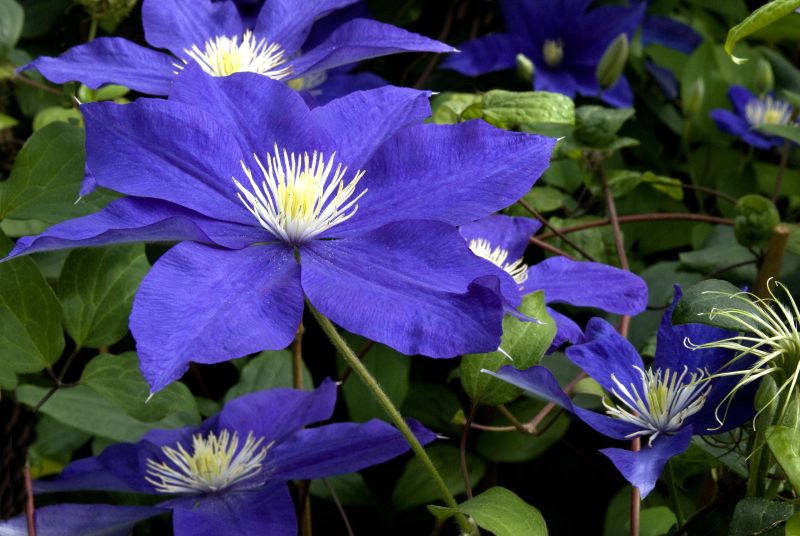 Waldrebe 'Fujimusume' - Clematis 'Fujimusume'