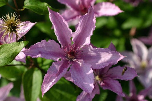 Waldrebe 'Hagley Hybrid' - Clematis 'Hagley Hybrid'