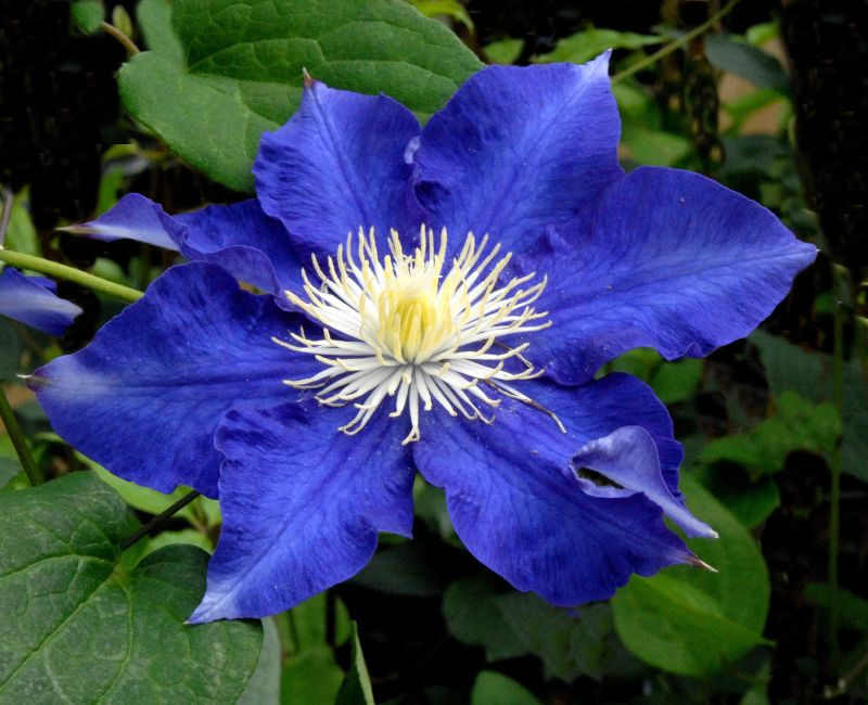 Waldrebe 'Kamila' - Clematis 'Kamila'
