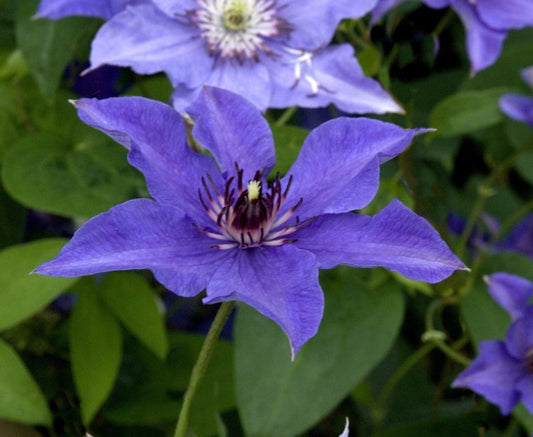 Waldrebe 'Königskind' -S- - Clematis 'Königskind' -S-