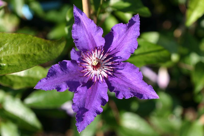 Waldrebe 'Maria Louise Jensen' ® - Clematis 'Maria Louise Jensen' ®