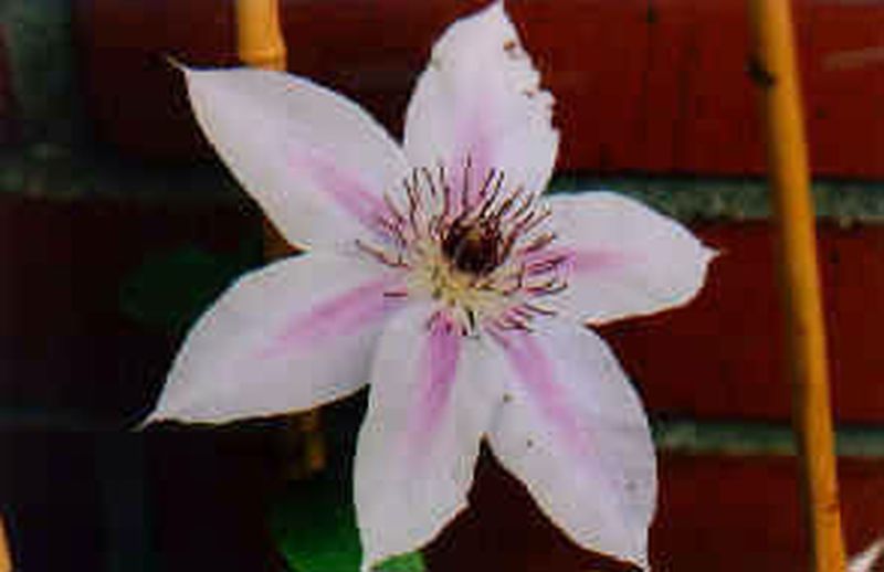 Waldrebe 'Nelly Moser' - Clematis 'Nelly Moser'
