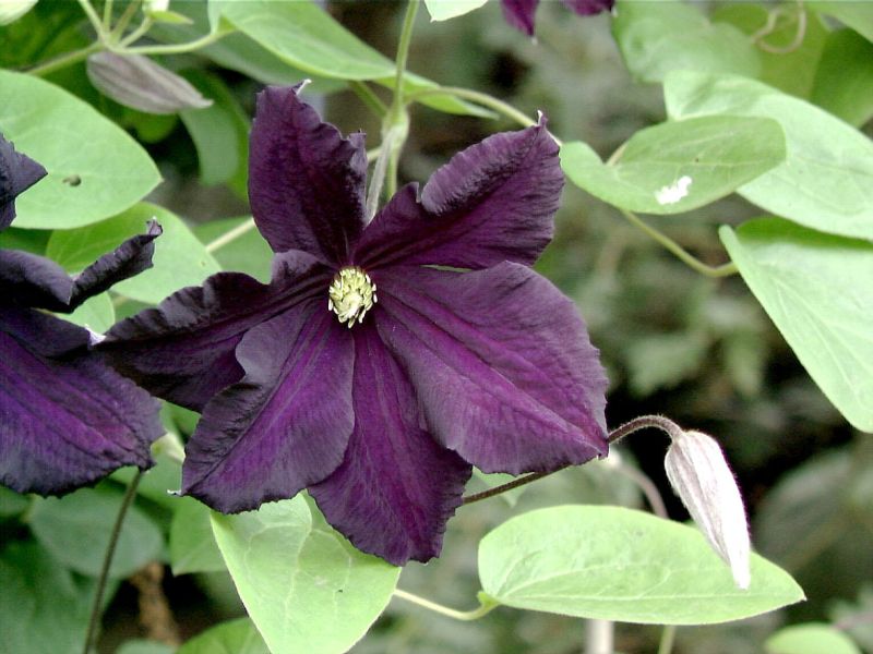 Waldrebe 'Romantica' - Clematis 'Romantica'