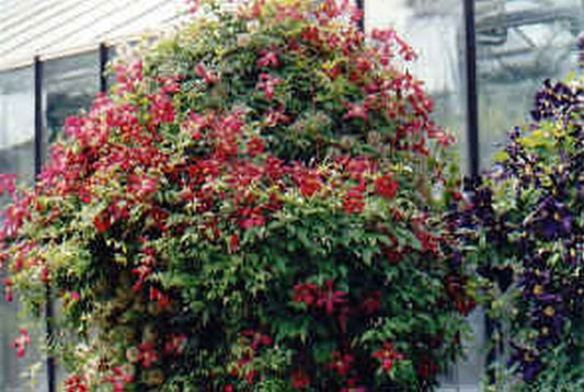 Waldrebe 'Rouge Cardinal' - Clematis 'Rouge Cardinal'
