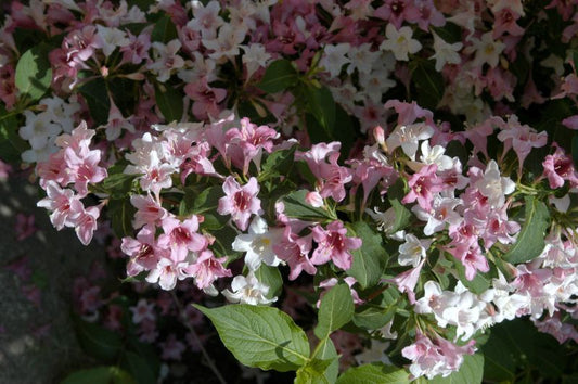 Weigelie 'Variegata' - Weigela florida 'Variegata'