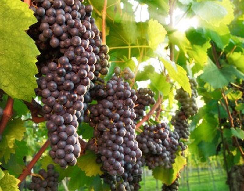 Weintraube 'Blauer Spätburgunder' -S- - Vitis 'Blauer Spätburgunder' -S-