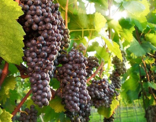 Weintraube 'Blauer Spätburgunder' -S- - Vitis 'Blauer Spätburgunder' -S-