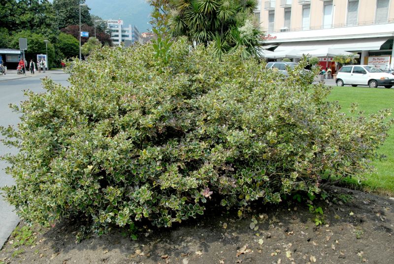 Weißbunte Stechpalme 'Argentea Marginata'