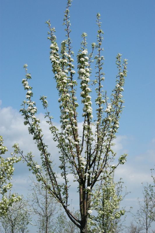 Wildbirne 'Beach Hill' - Pyrus communis 'Beech Hill' CAC