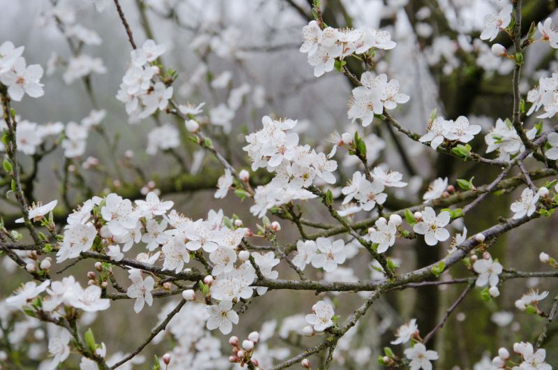 Wildpflaume - Prunus cerasifera CAC