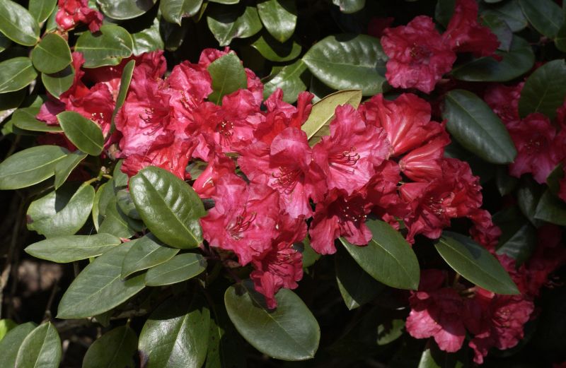 Williams.-Rhododendron 'Tromba'