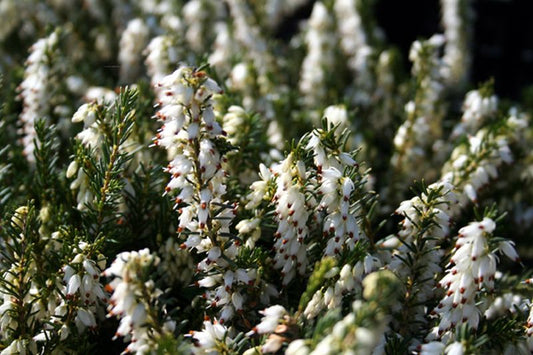Winterblühende Heide 'White Perfection' - Erica x darleyensis 'White Perfection'