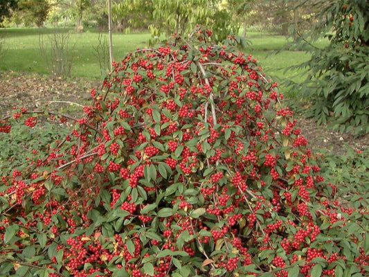 Wintergrüne Hängemispel - Cotoneaster watereri 'Pendulus'