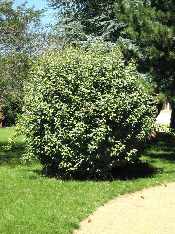 Wintergrne lweide - Elaeagnus ebbingei  TERRA-Pflanzenoutlet
