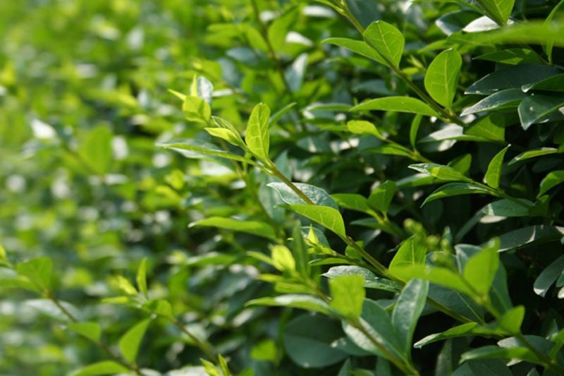 Wintergrüner Liguster 'Atrovirens' - Ligustrum vulgare 'Atrovirens'