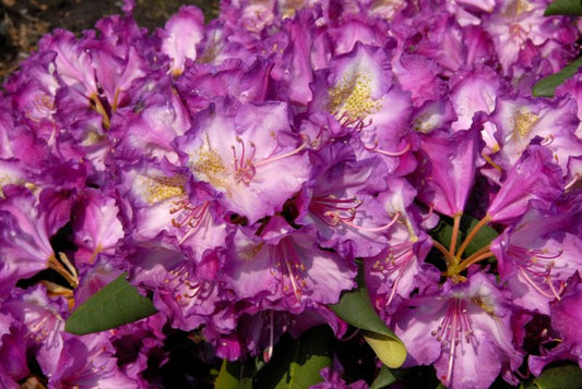 Yaku-Rhododendr.'Bohlken's Lupinenberg'® - Rhododendron yak.'Bohlken's Lupinenbg.'®