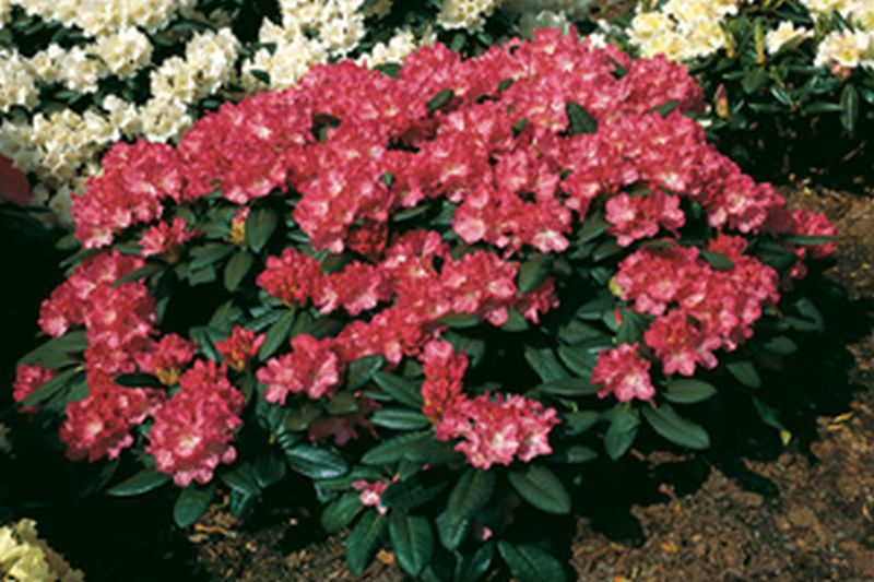Yaku-Rhododendron 'Anuschka'