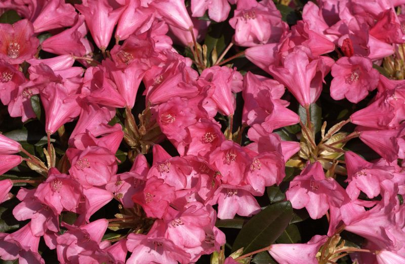 Yaku-Rhododendron 'Florkissen' - Rhododendron yakushimanum 'Florkissen'