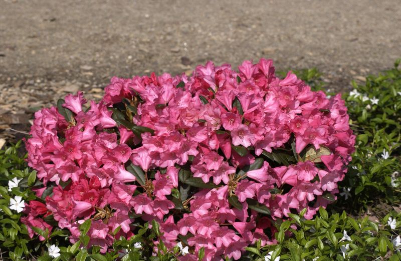 Yaku-Rhododendron 'Florkissen' - Rhododendron yakushimanum 'Florkissen'