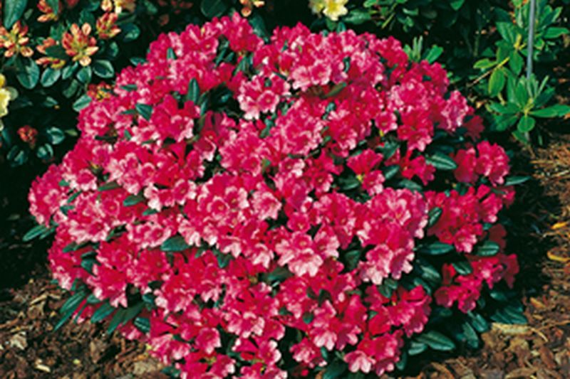 Yaku-Rhododendron 'Florkissen' - Rhododendron yakushimanum 'Florkissen'
