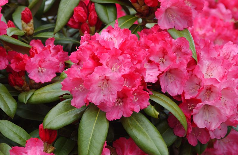 Yaku-Rhododendron 'Morgenrot'