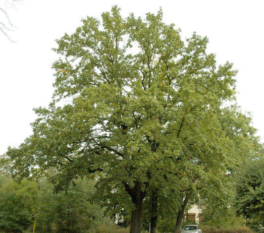 Zerr-Eiche - Quercus cerris