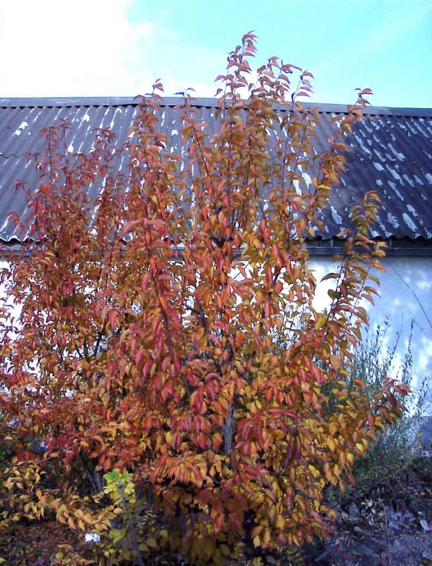 Zierkirsche 'Kursar' - Prunus 'Kursar' CAC
