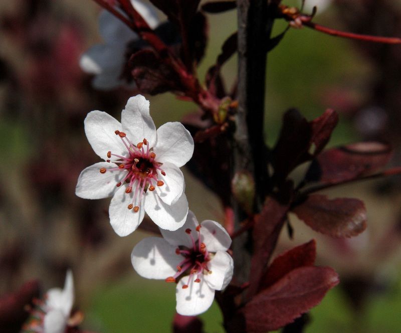 Zwerg-Blutpflaume - Prunus cistena CAC