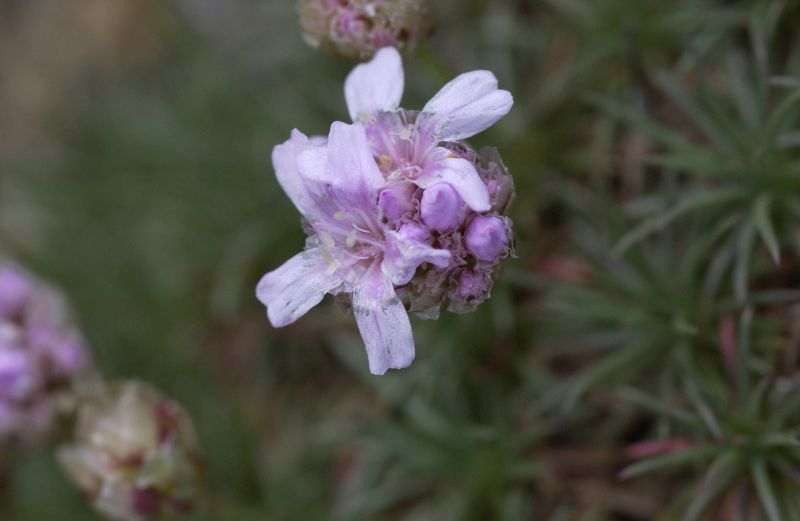 Zwerg-Grasnelke - Armeria juniperifolia