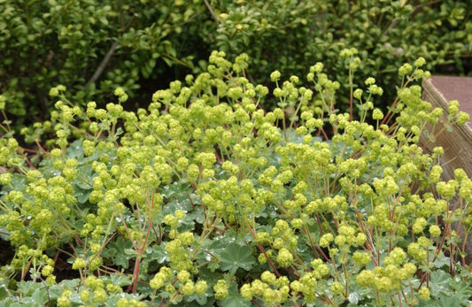 Zwergiger Frauenmantel - Alchemilla erythropoda