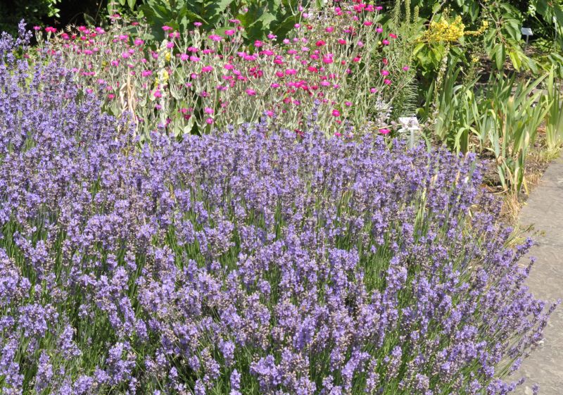 Zwergiger Garten-Lavendel - Lavandula angustifolia 'Dwarf Blue'