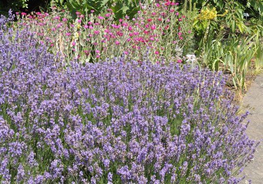 Zwergiger Garten-Lavendel - Lavandula angustifolia 'Dwarf Blue'