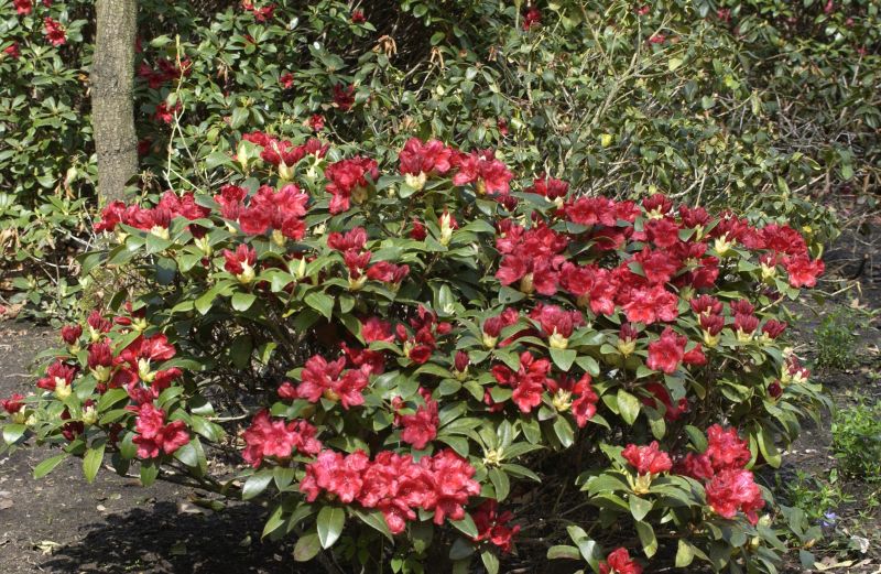 Zwergrhododendron 'Pumuckl' - Rhododendron repens 'Pumuckl'
