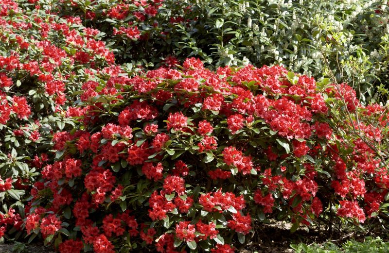 Zwergrhododendron 'Rotkäppchen' - Rhododendron repens 'Rotkäppchen'
