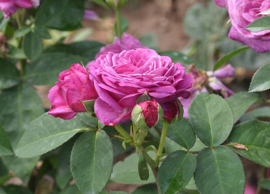 Zwergrose 'Heidi Klum-Rose' ® - Rosa 'Heidi Klum-Rose' ® Z
