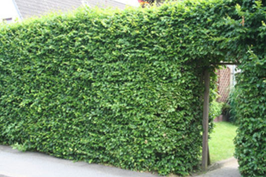 Rotbuchen (Heckenpflanze) - Fagus sylvatica