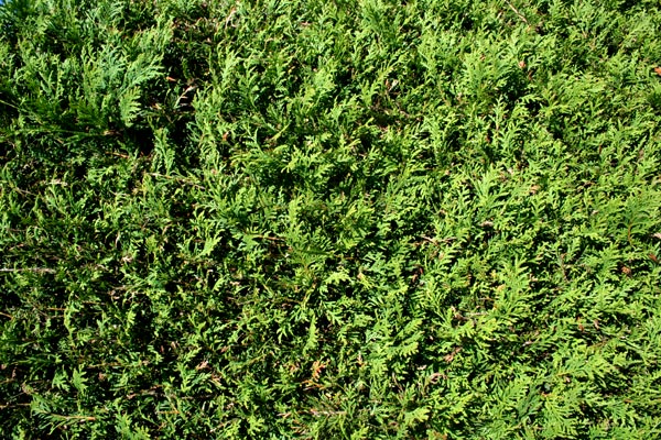 Thuja Occidentalis / Abendländischer Lebensbaum - Thuja occidentalis
