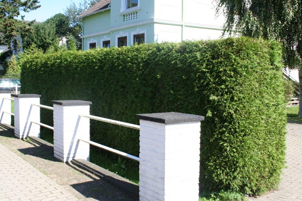 Thuja Occidentalis / Abendländischer Lebensbaum - Thuja occidentalis