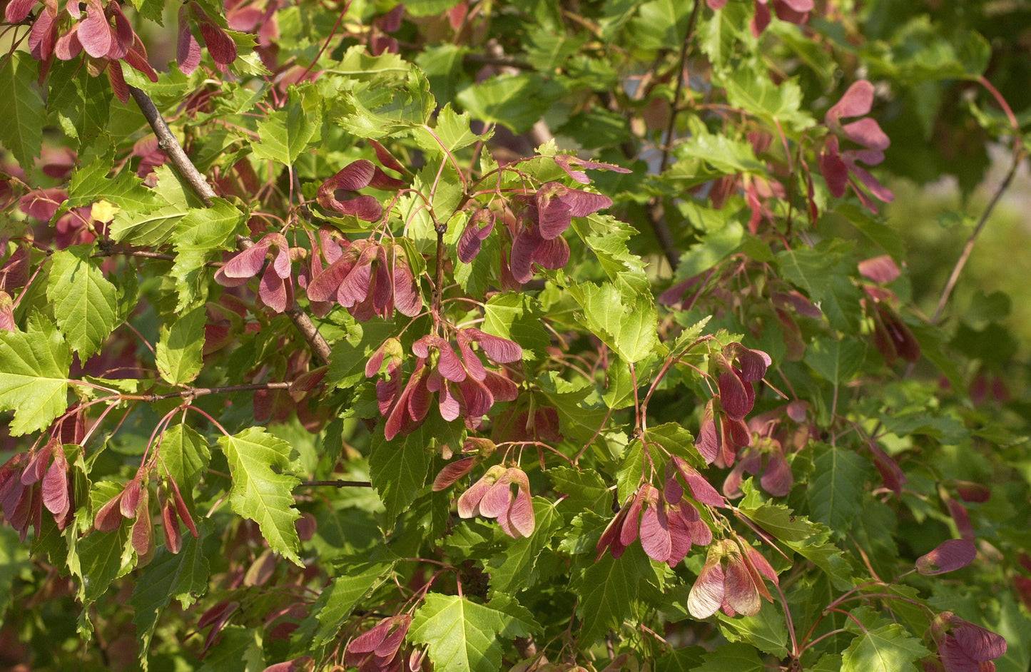 Feuerahorn Baum - Acer ginnala