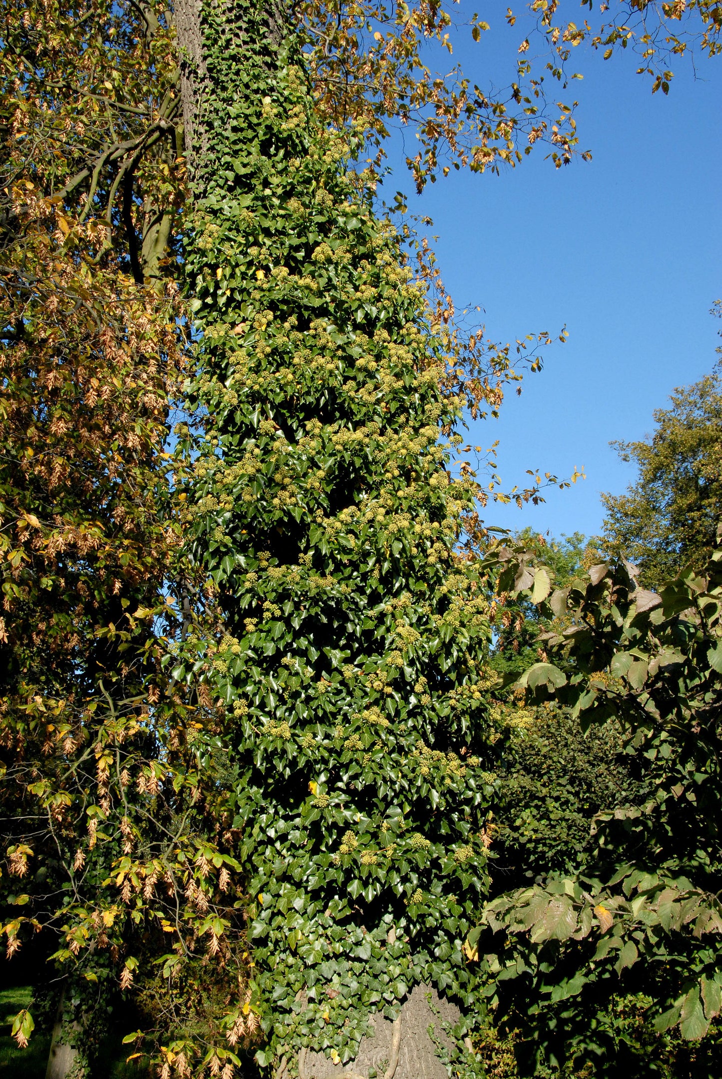 Gemeiner Efeu - Hedera helix