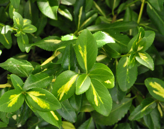 Kriechspindel 'Sunspot' - Euonymus fortunei 'Sunspot'