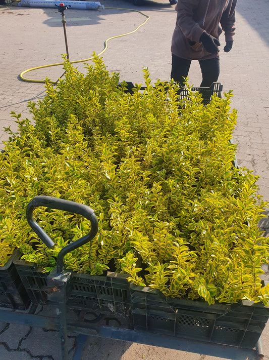 Goldbunte Kriechspindel 'Emerald'n Gold' - Euonymus fortunei 'Emerald'n Gold'