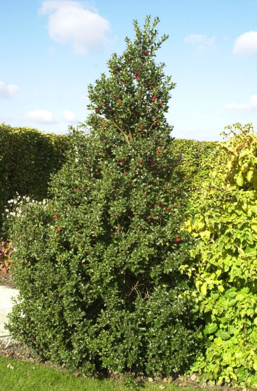 Alaska-Stechpalme - Ilex aquifolium 'Alaska'