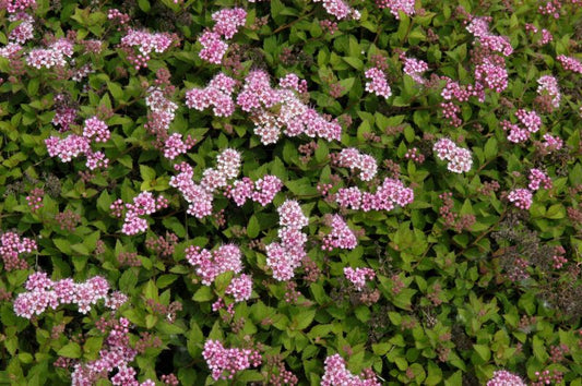 Alpenspiere - Spiraea japonica 'Nana'