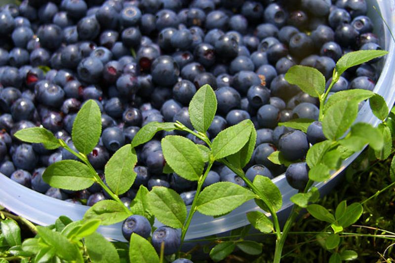 Amerikanische Heidelbeere - Vaccinium corymbosum