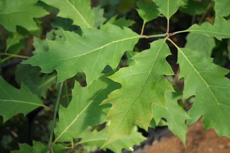 Amerikanischer Roteiche Baum / Hausbaum - Quercus rubra Baum
